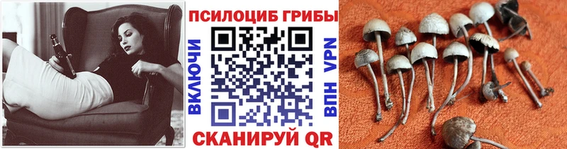 Купить Белёв Галлюциногенные грибы Psilocybine cubensis